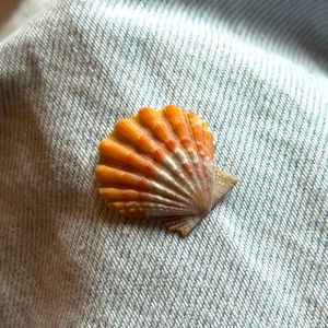 Hawaiian sunrise seashell 🐚 🌅🌺